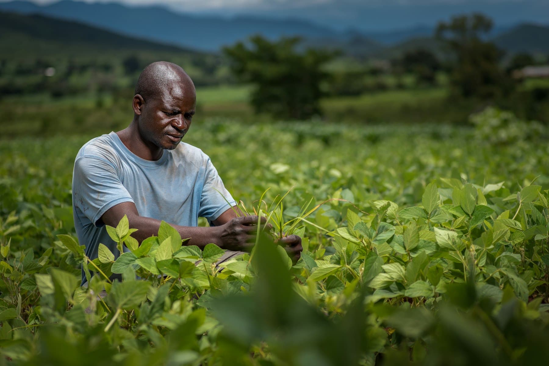 Farmer tending crops